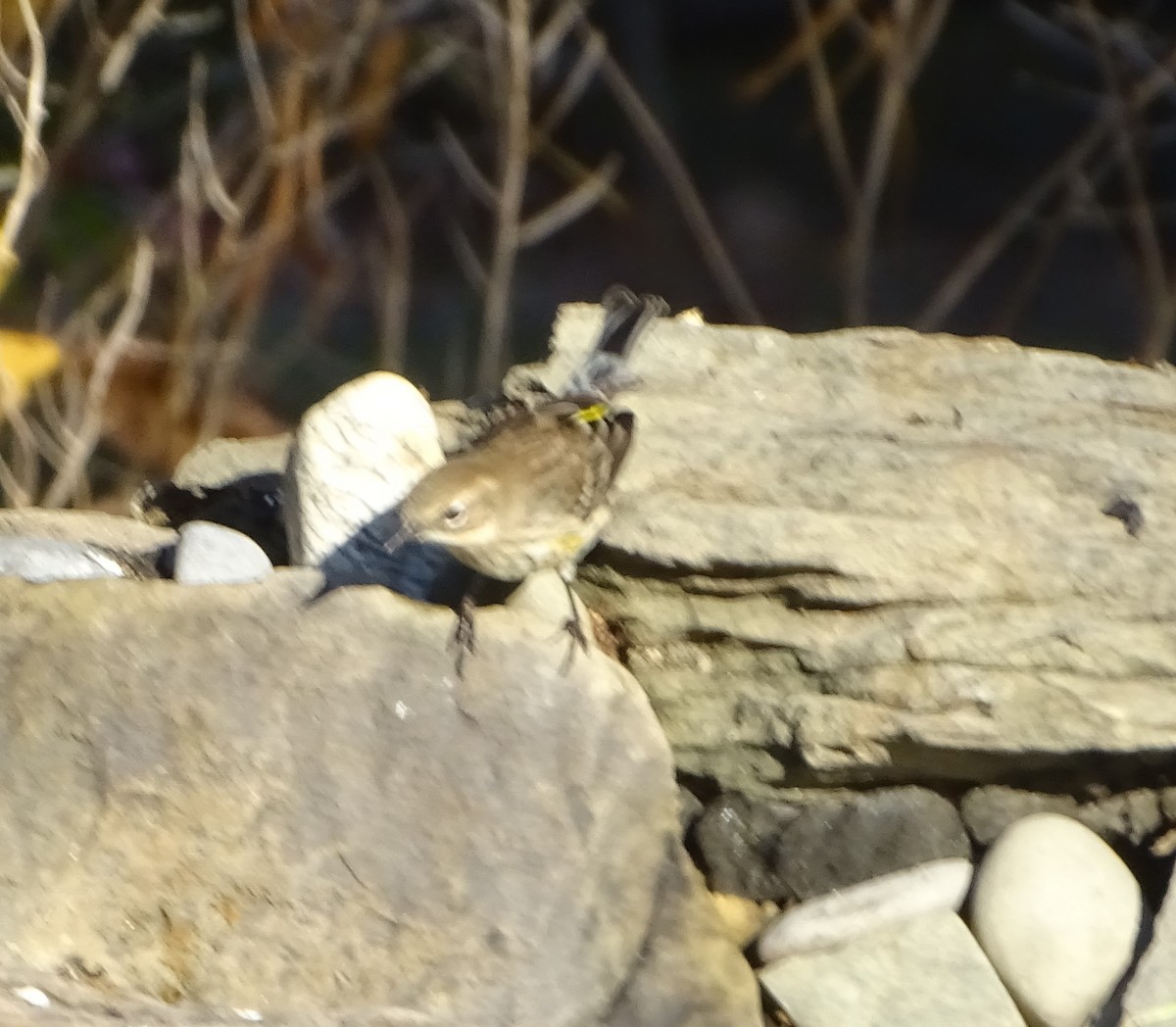 Yellow-rumped Warbler - ML610752850