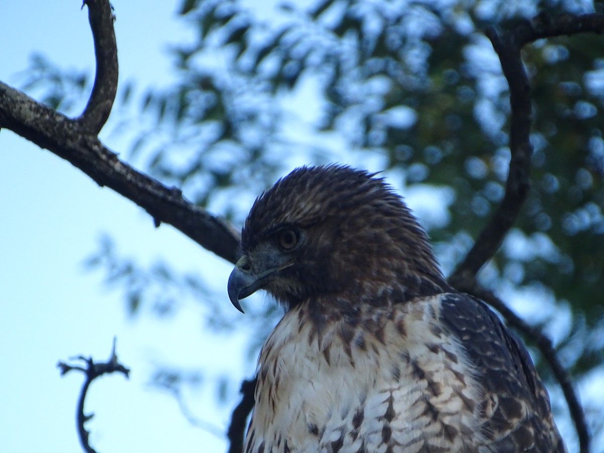 Red-tailed Hawk - ML610752921