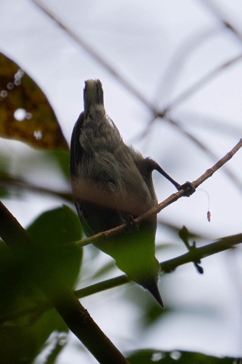 Band-tailed Antwren - Richard Edden