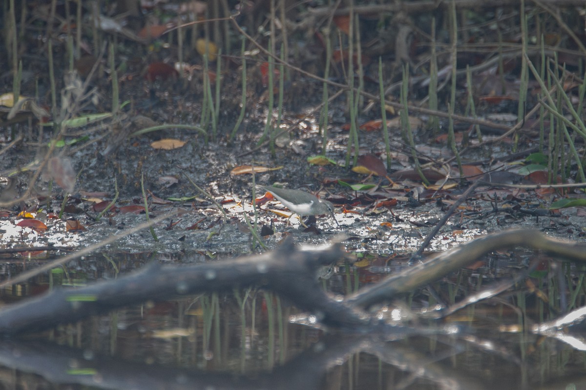 Spotted Sandpiper - Johan Boeijkens