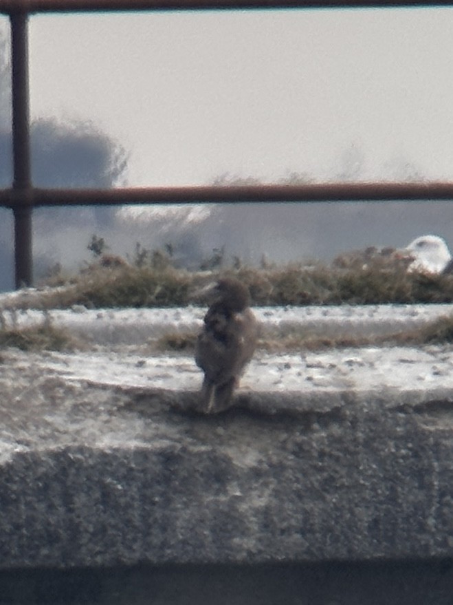 Brown Booby - ML610753081