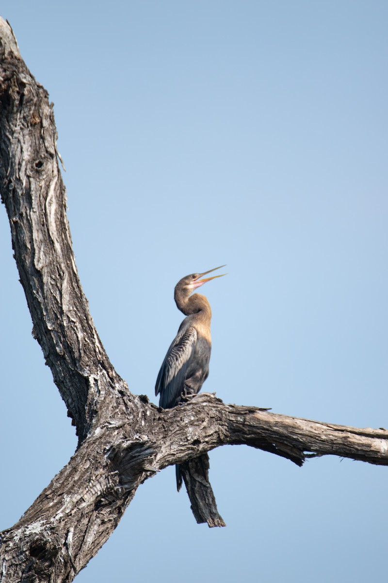 Anhinga d'Amérique - ML610753118