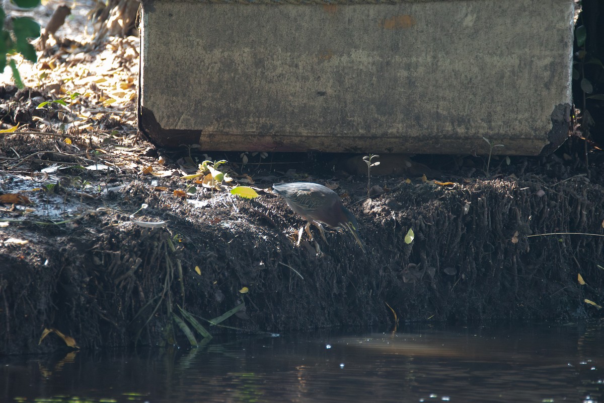 Green Heron - Johan Boeijkens