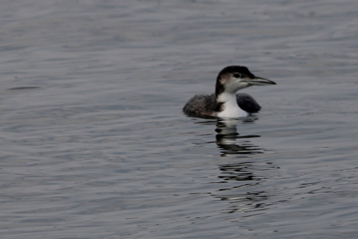 Common Loon - ML610753130