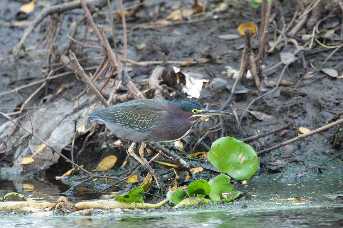 Green Heron - Johan Boeijkens