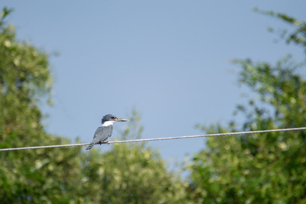 Ringed Kingfisher - Johan Boeijkens