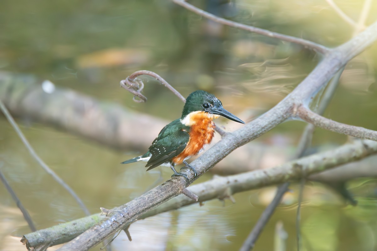 American Pygmy Kingfisher - Johan Boeijkens