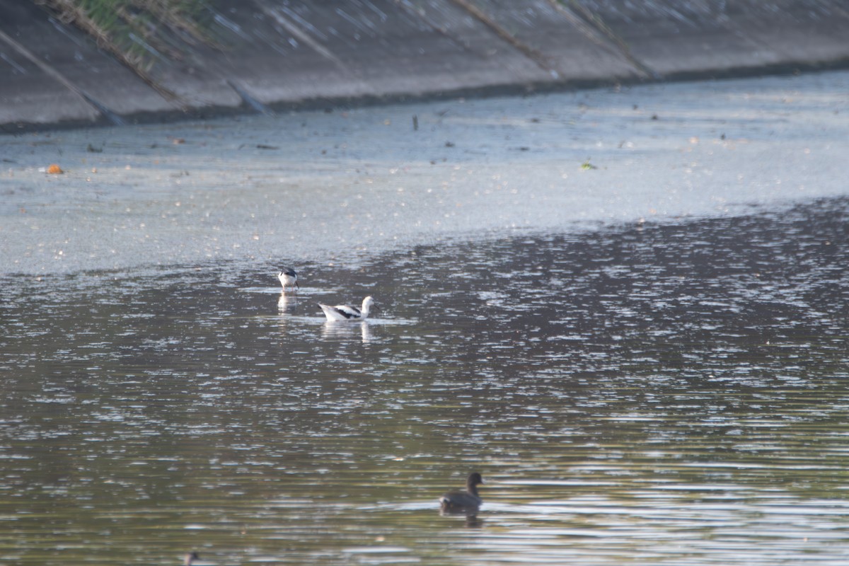 American Avocet - Johan Boeijkens