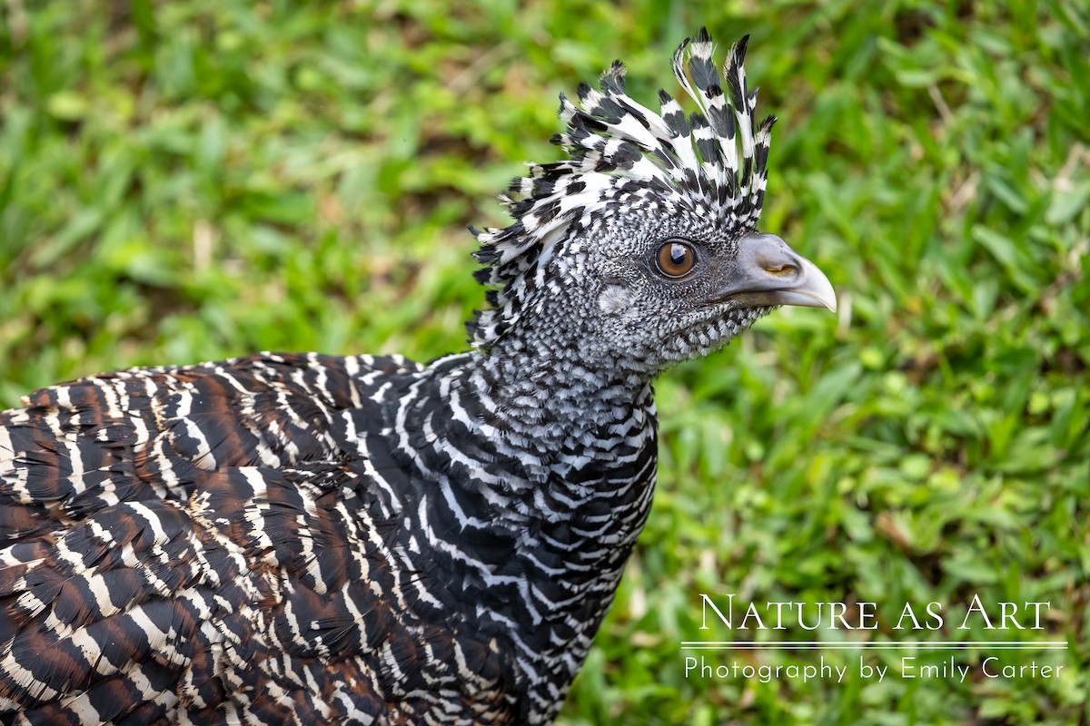 Great Curassow - ML610753188