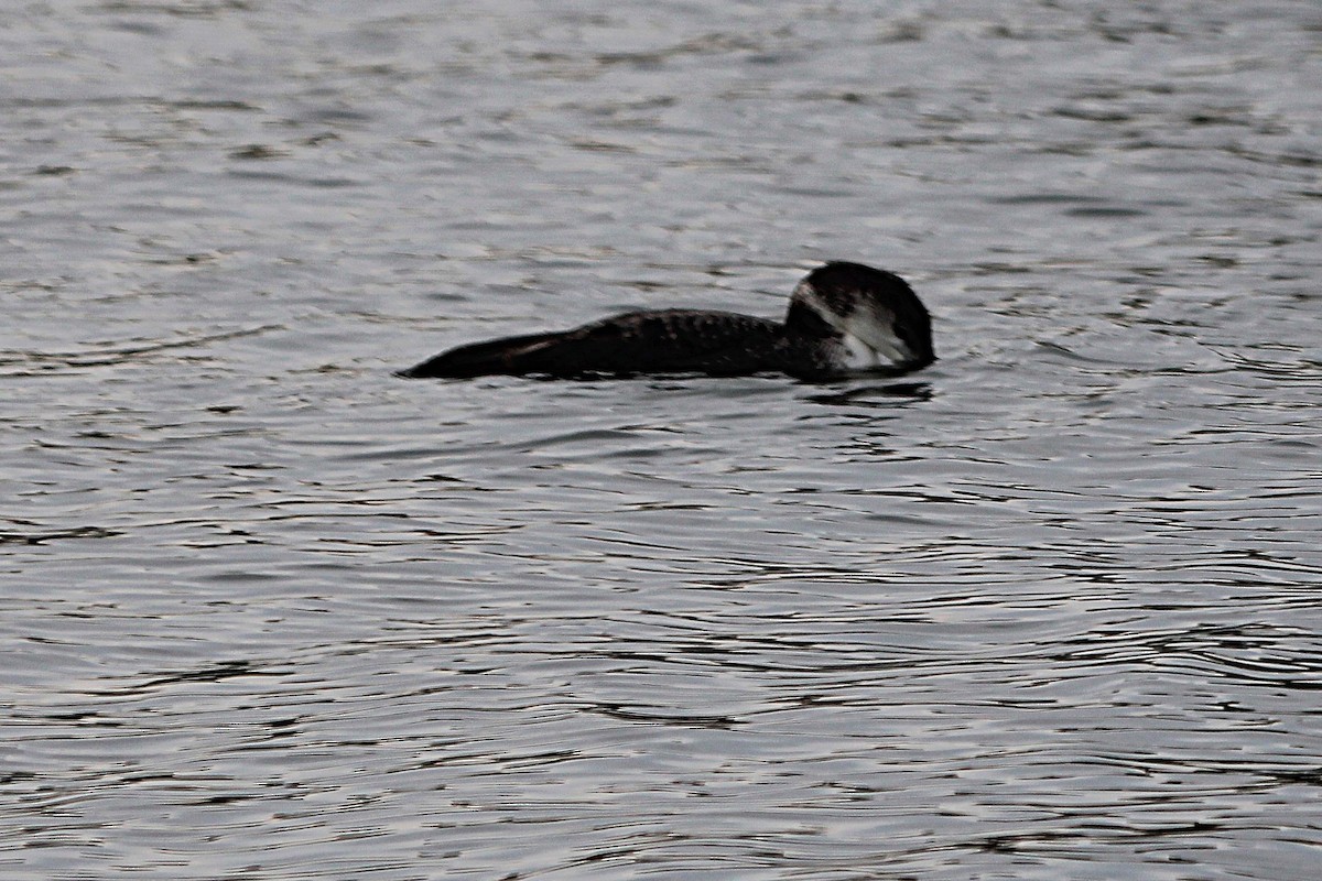 Common Loon - Janet Washbon