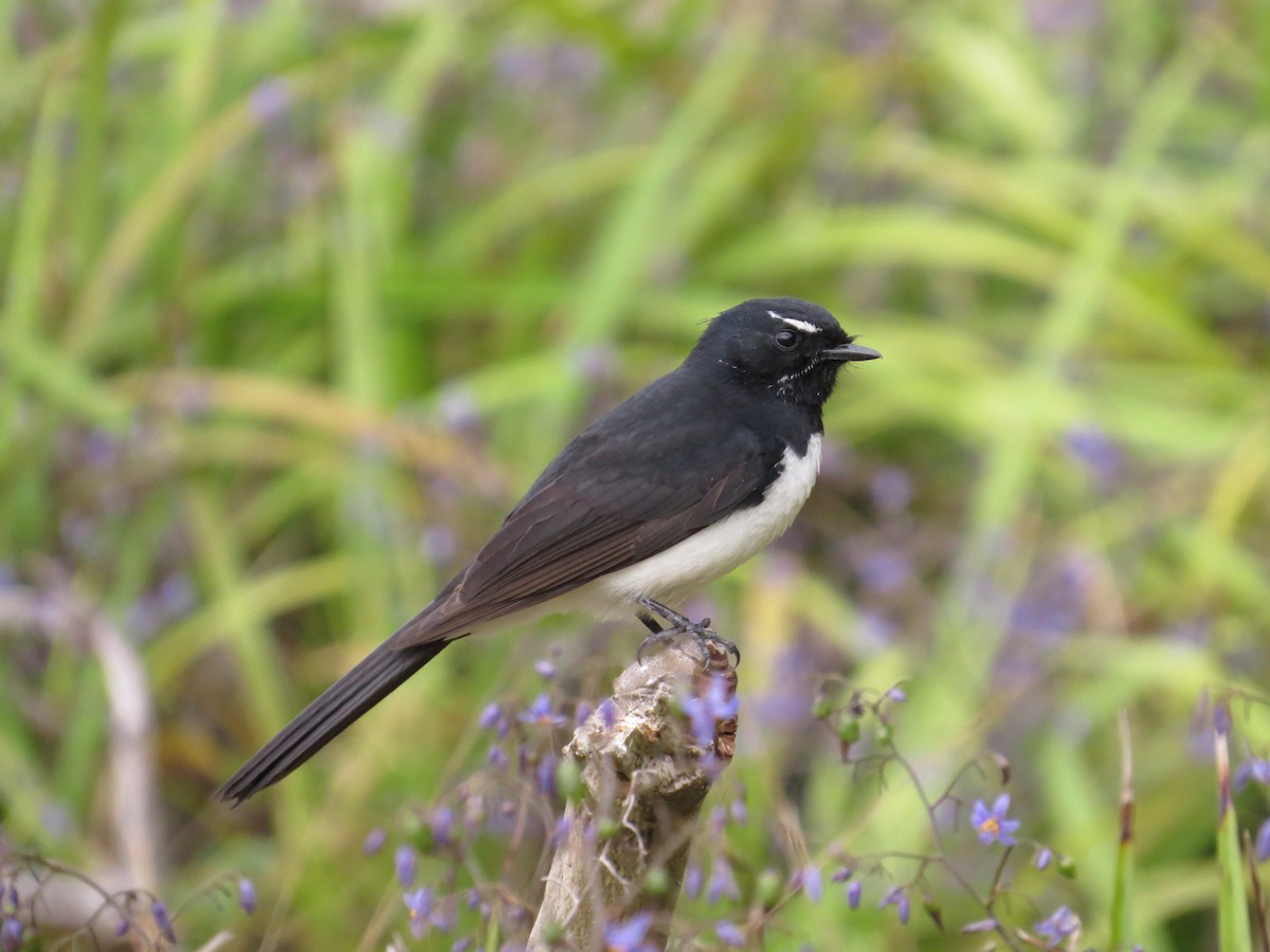 Willie-wagtail - ML610753228