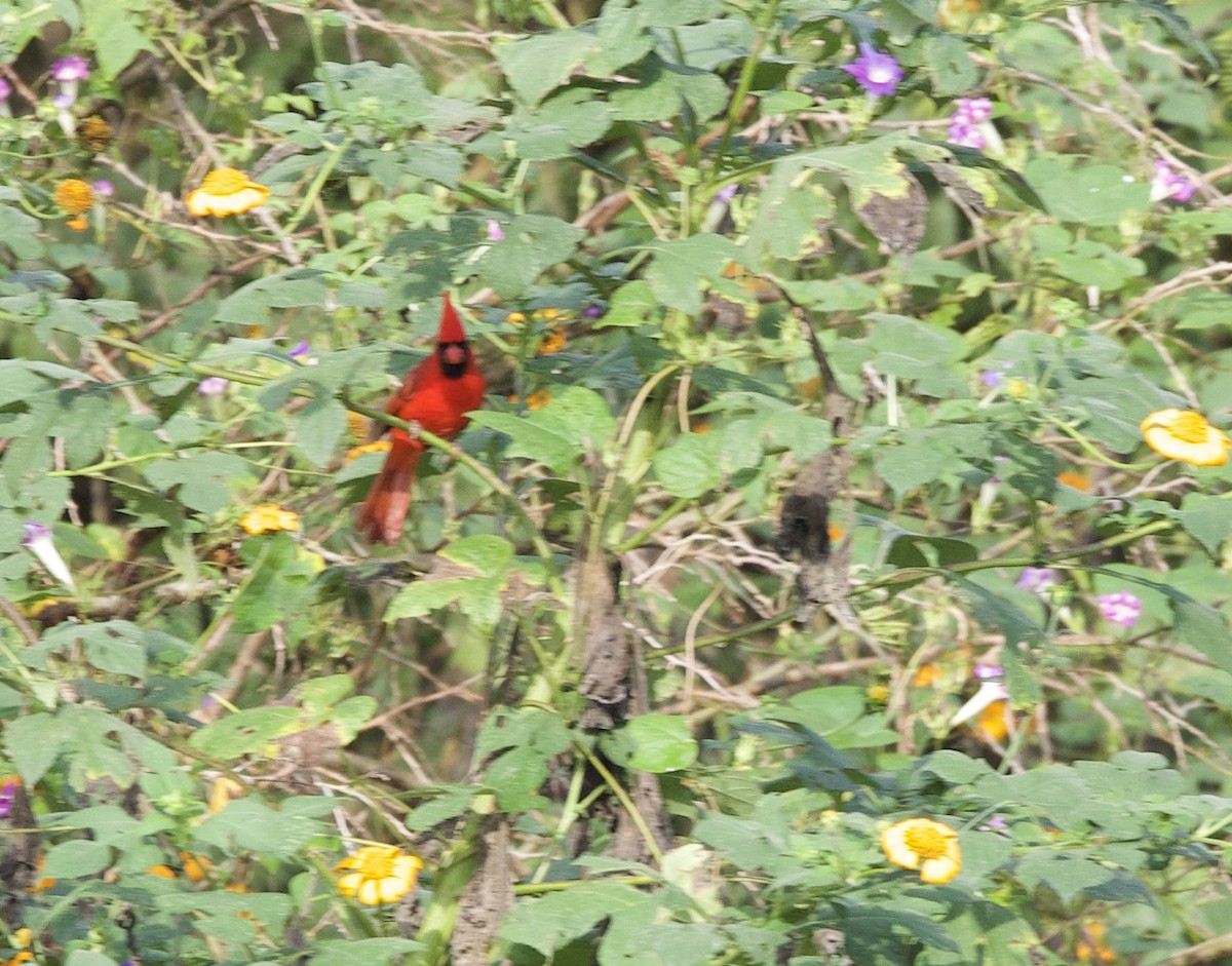 Northern Cardinal (Long-crested) - ML610753244