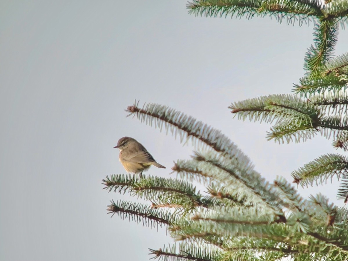 Palm Warbler - ML610753331