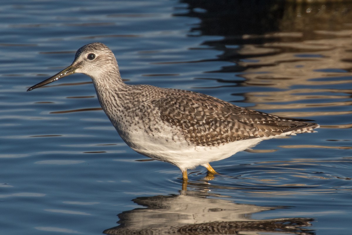 Lesser/Greater Yellowlegs - ML610753333