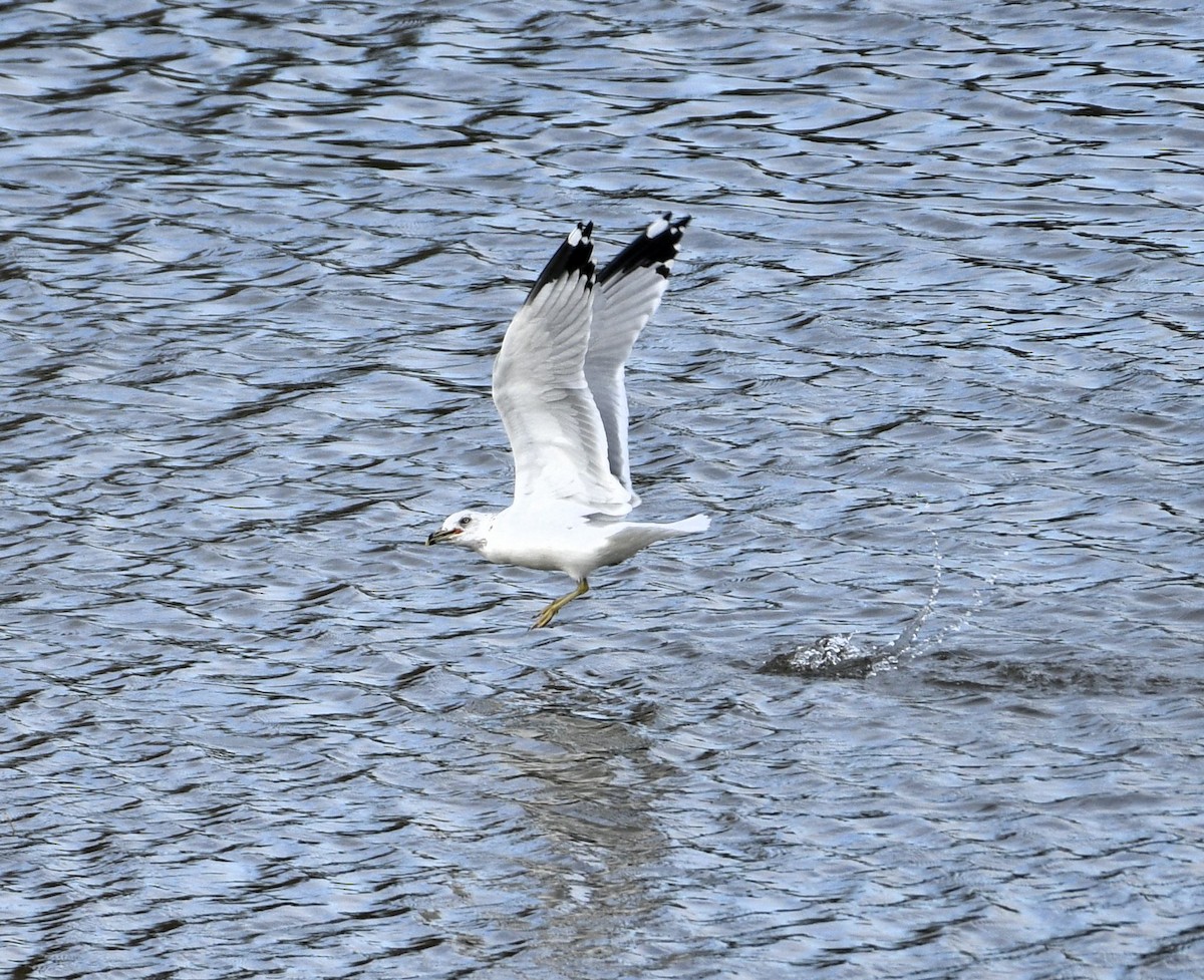 Ring-billed Gull - ML610753348