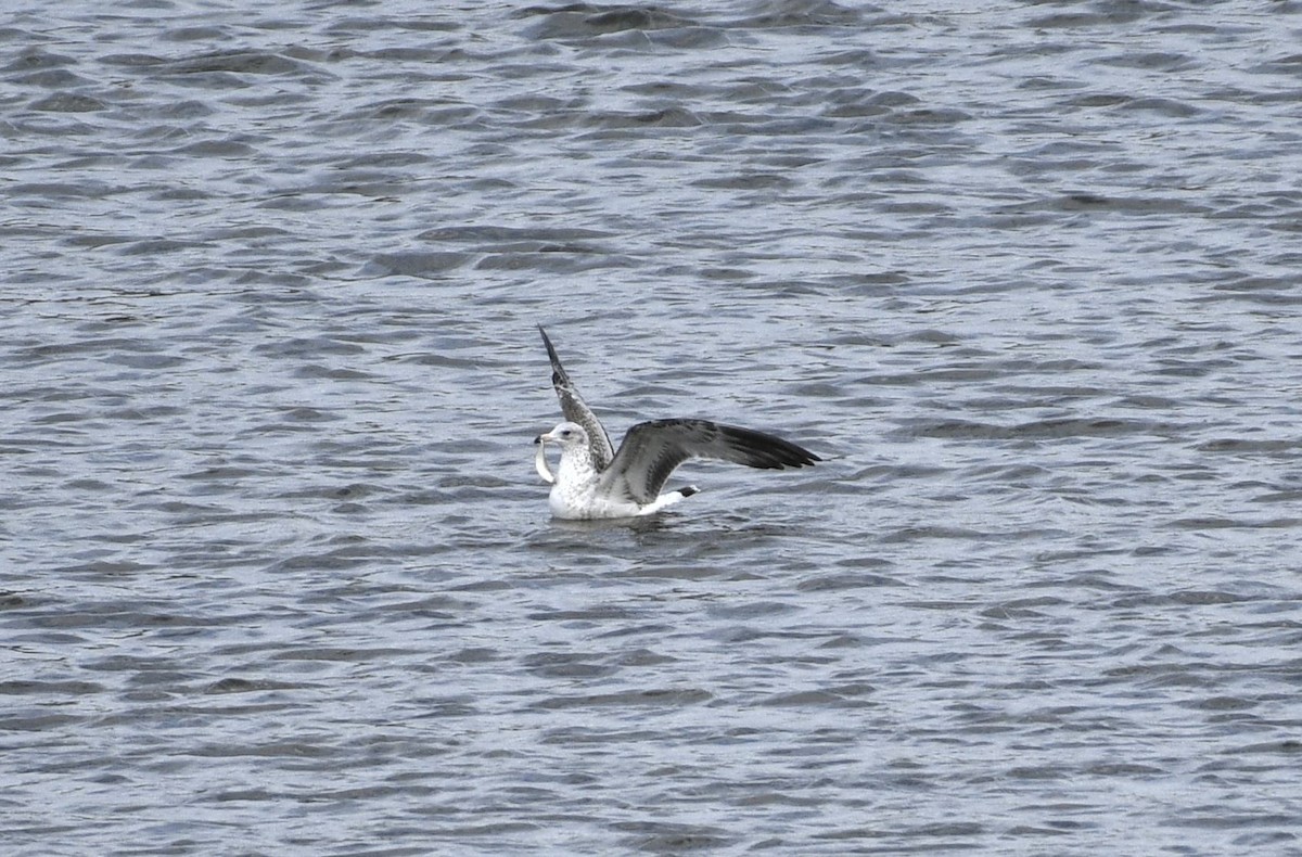 Ring-billed Gull - ML610753352