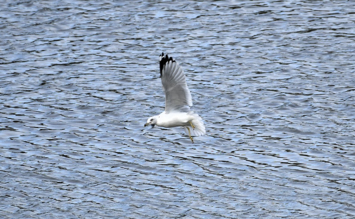 Ring-billed Gull - ML610753359