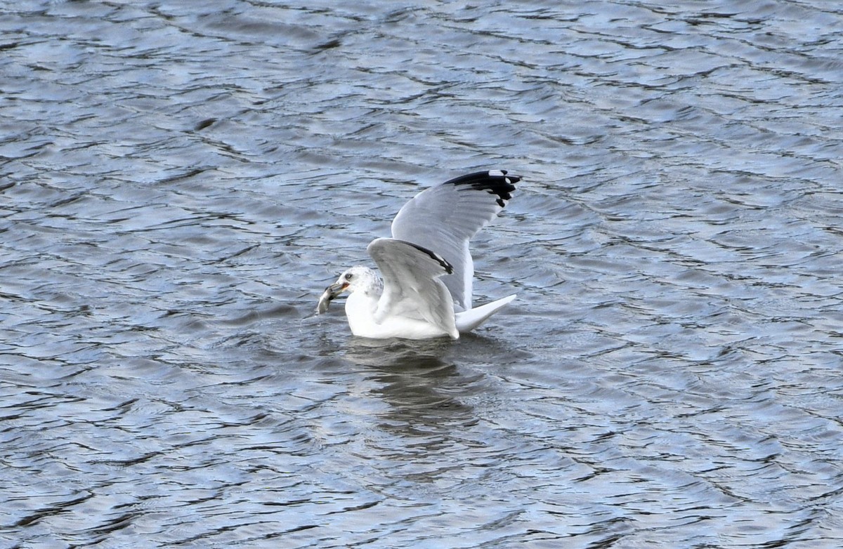 Ring-billed Gull - ML610753366