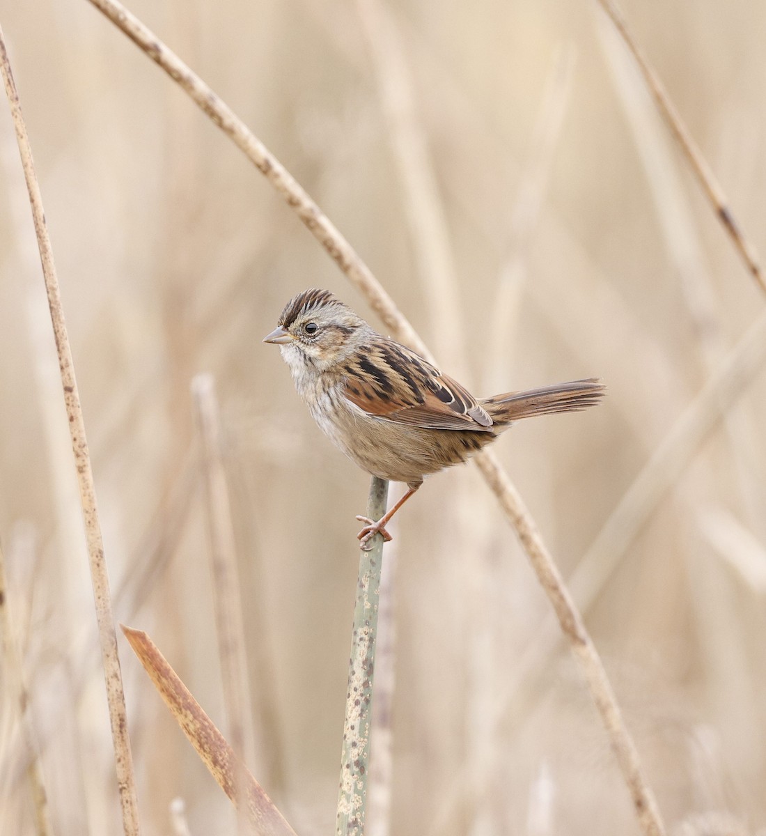 Swamp Sparrow - Russell Thorstrom