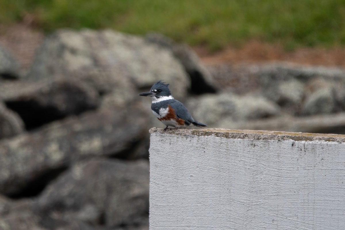 Belted Kingfisher - ML610753487