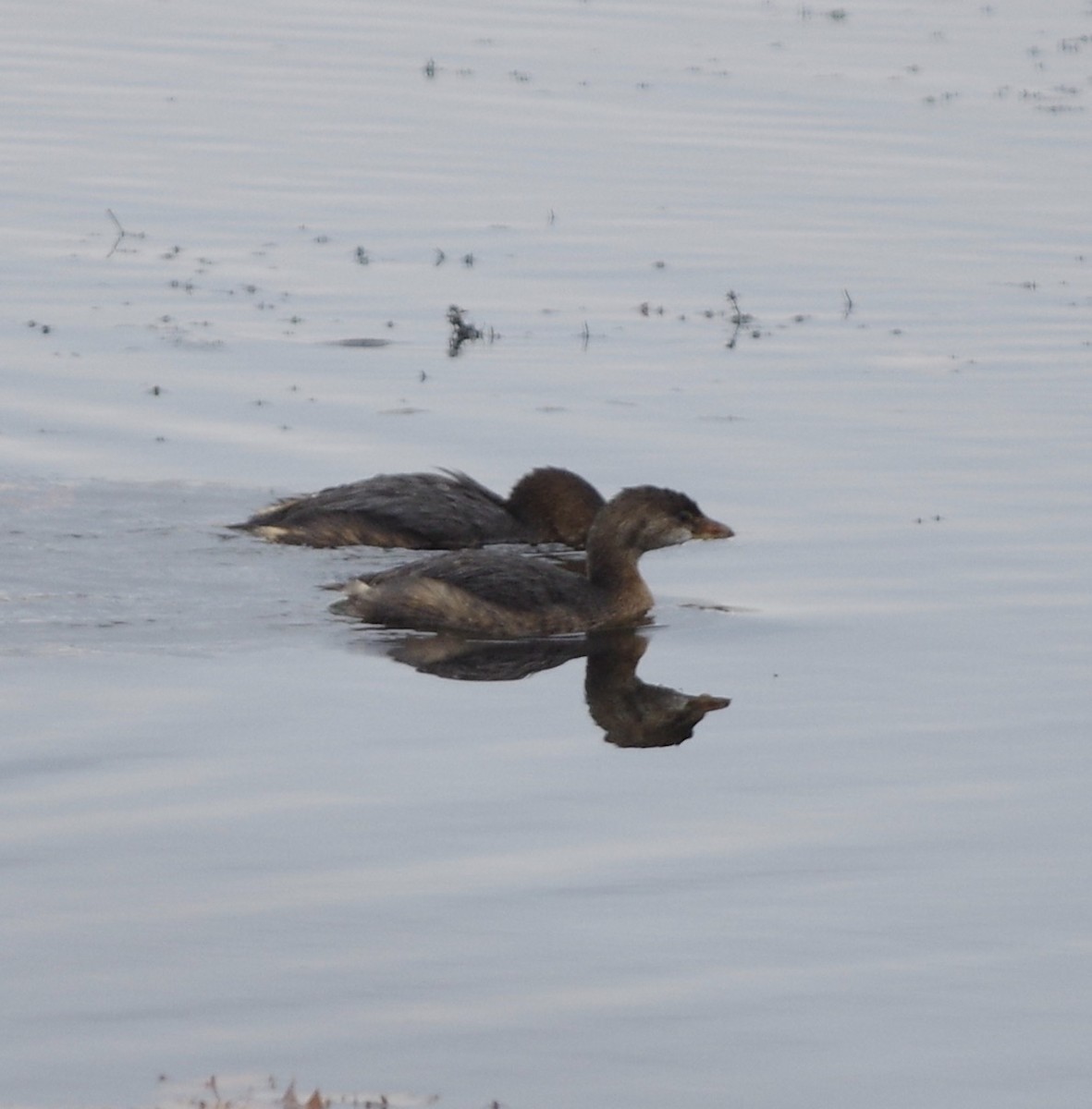 Pied-billed Grebe - ML610753504