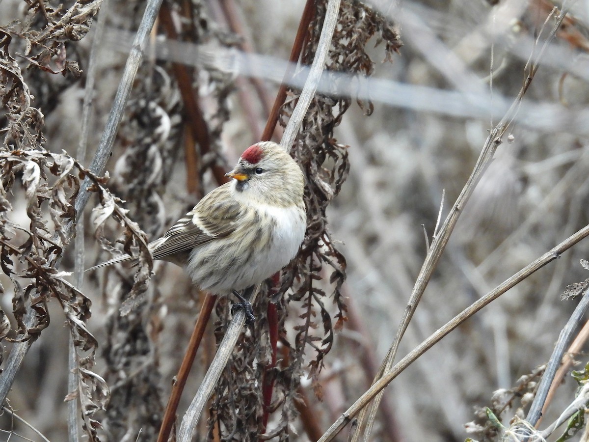 Common Redpoll - ML610753506