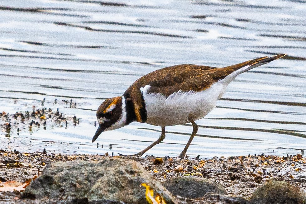 Killdeer - ML610753512