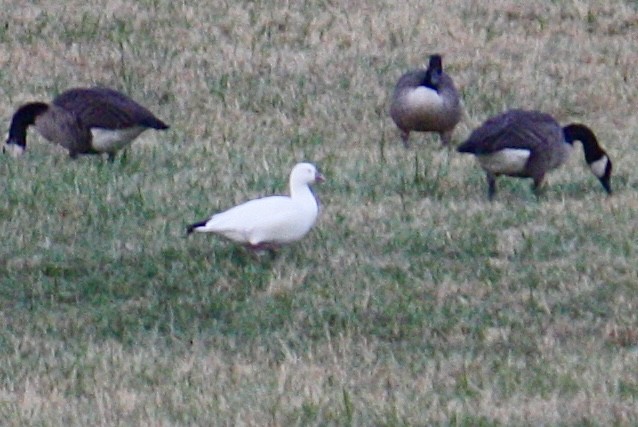 Ross's Goose - ML610753550