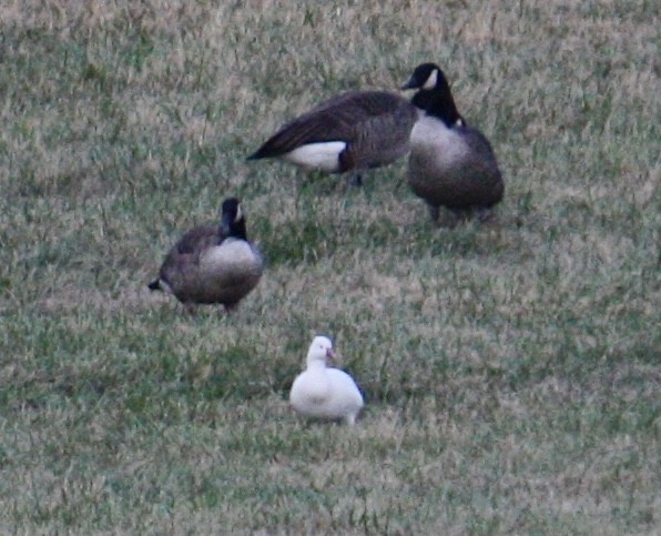 Ross's Goose - ML610753551