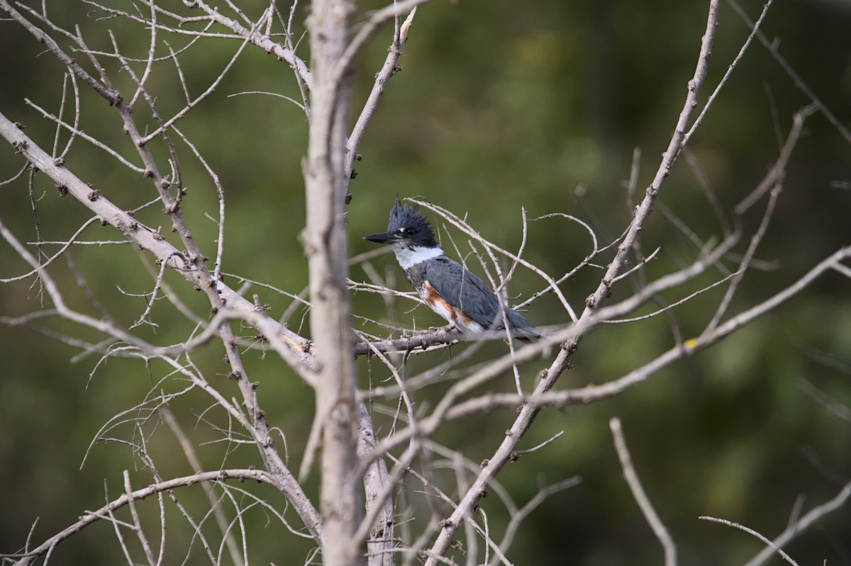 Belted Kingfisher - ML610753573