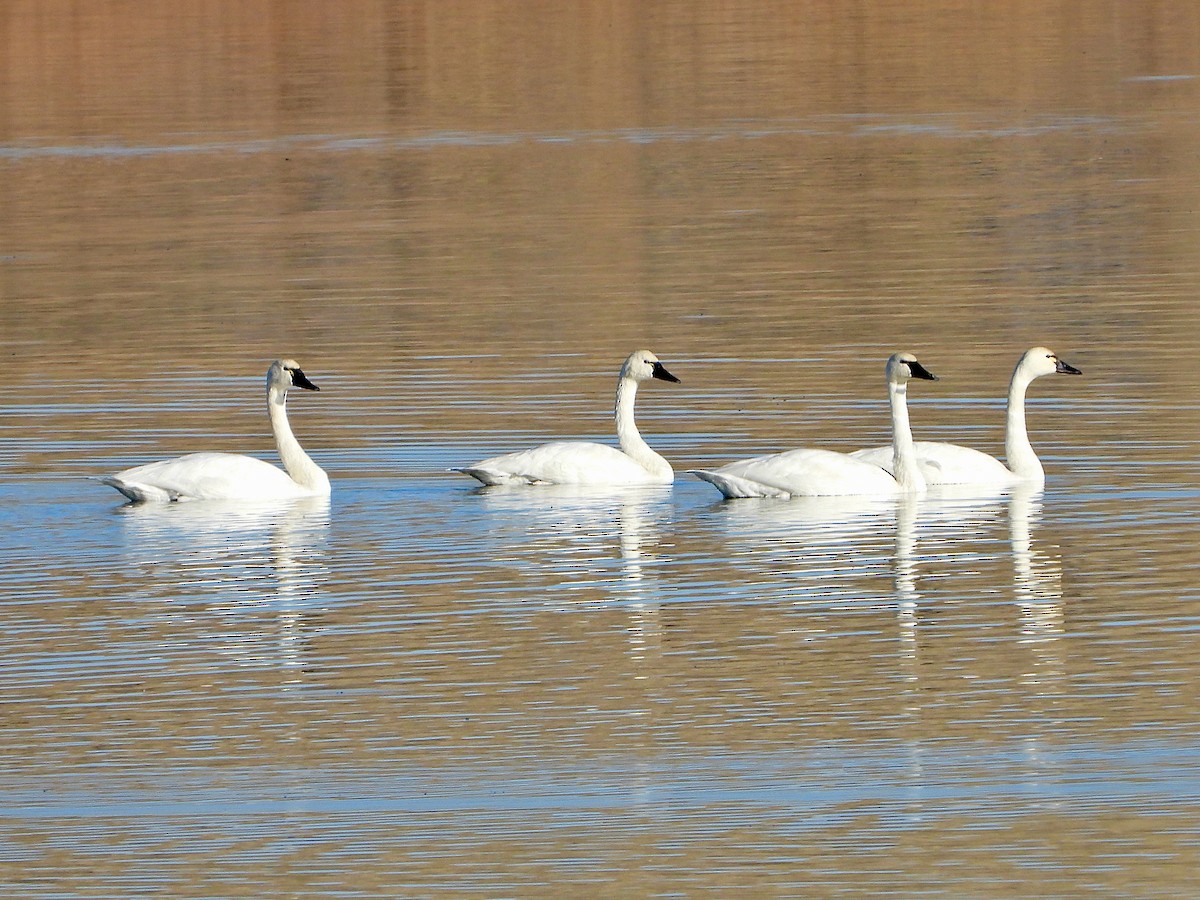 Cygne siffleur - ML610753579