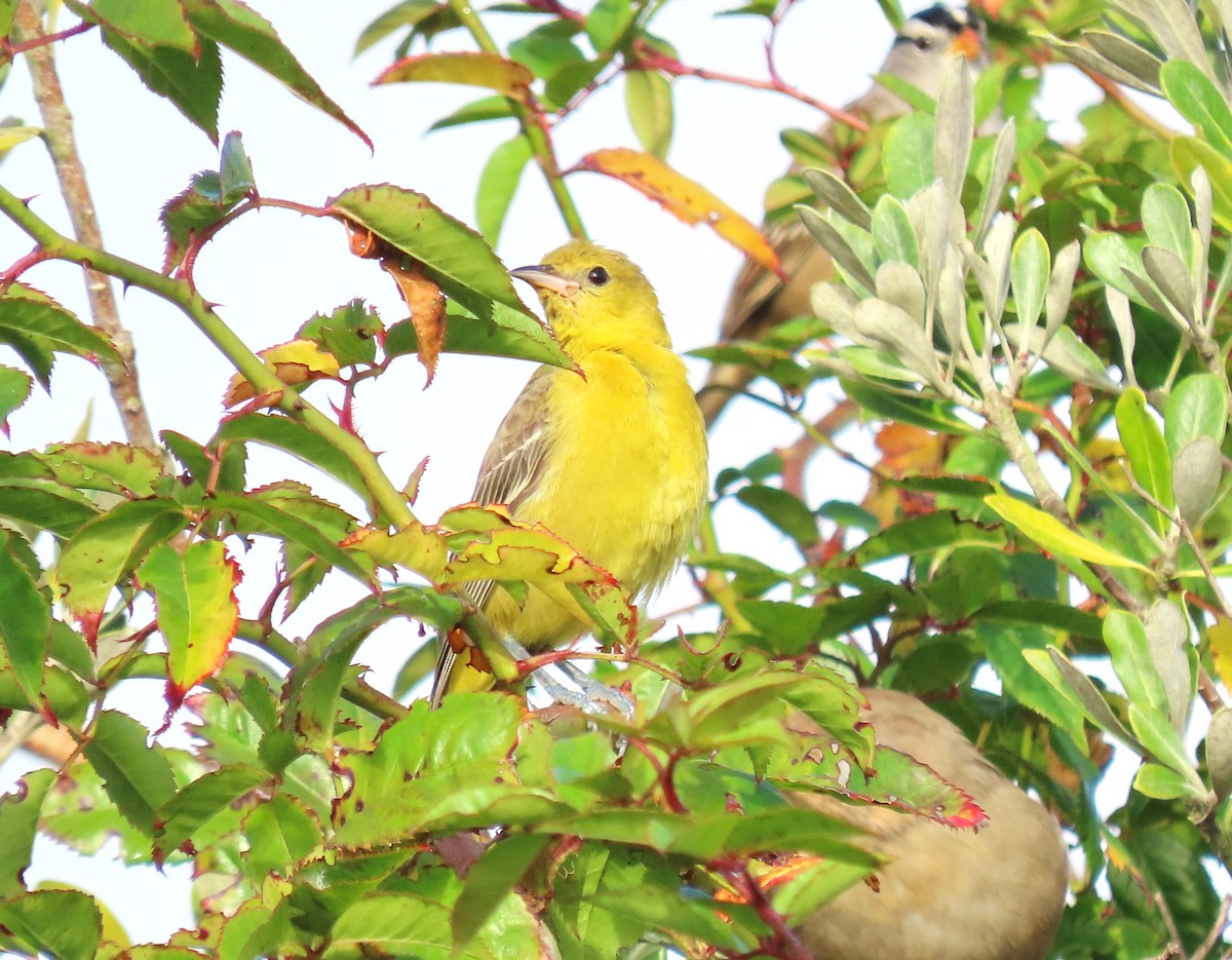 Orchard Oriole - ML610753588