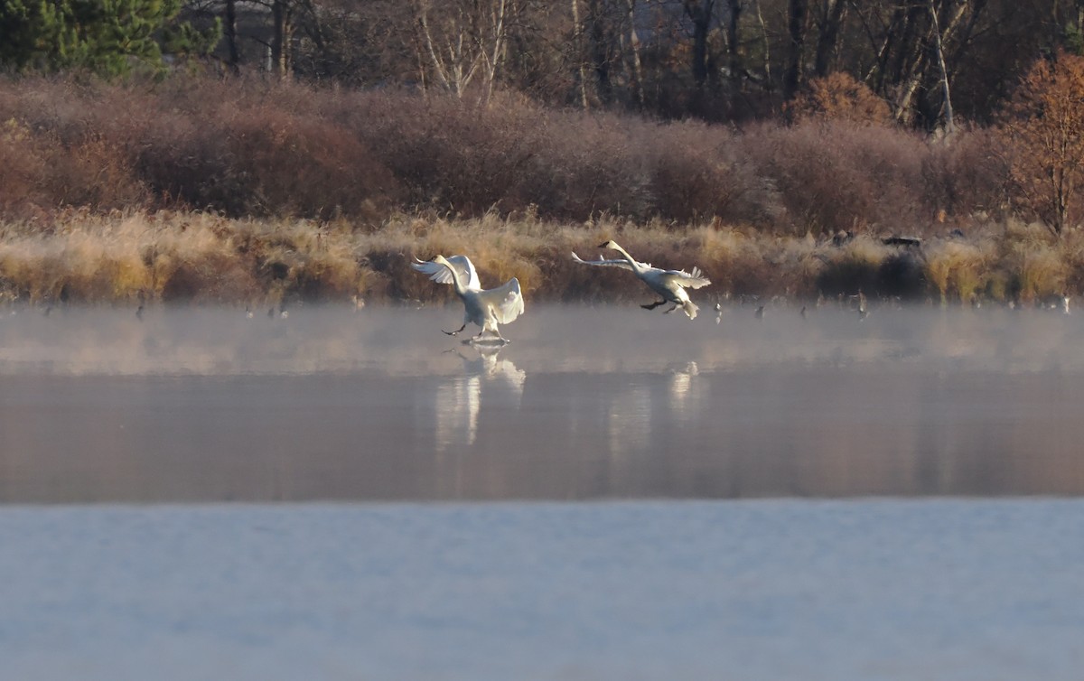 Trumpeter Swan - ML610753596