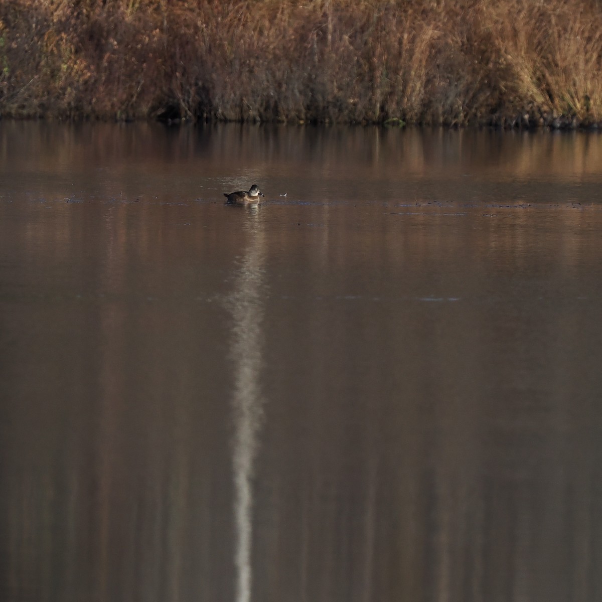 Ring-necked Duck - ML610753600