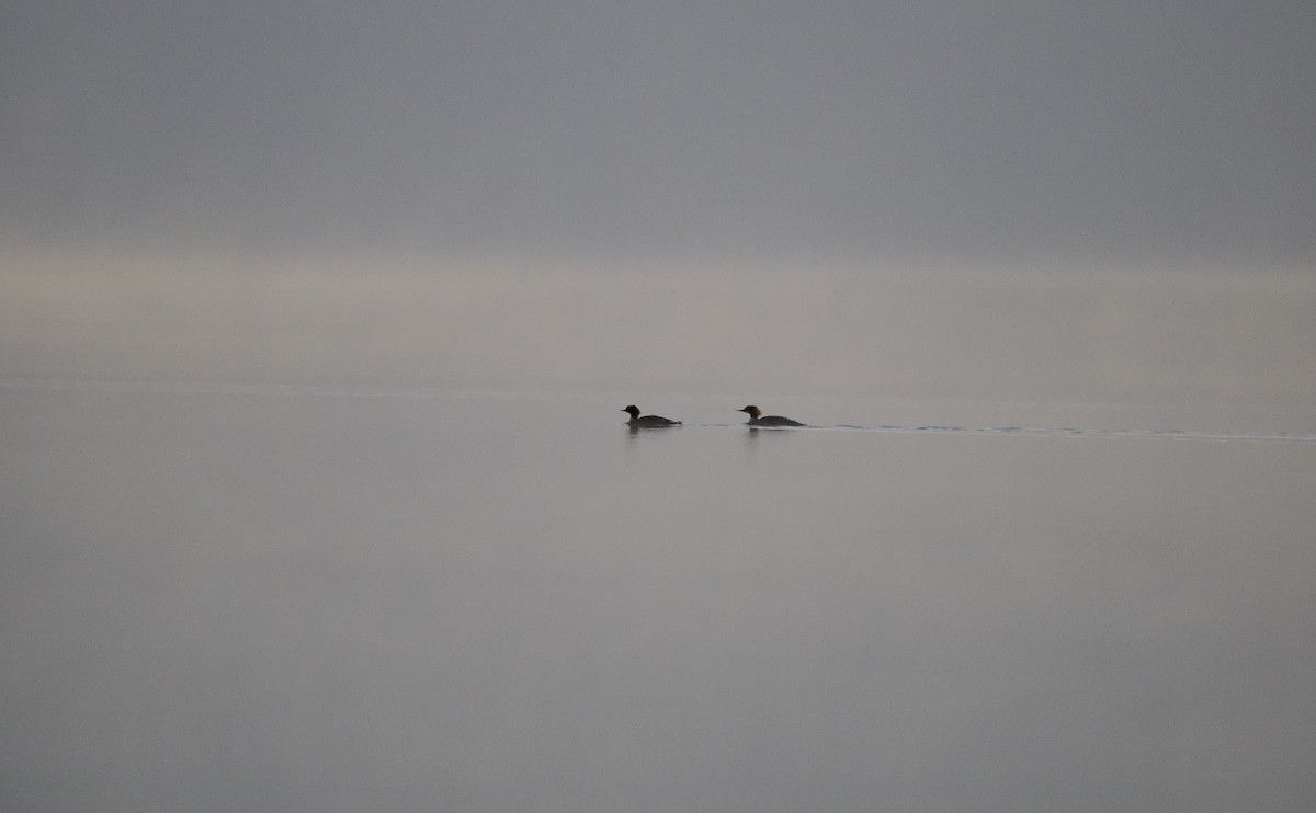 Common Merganser - ML610753609