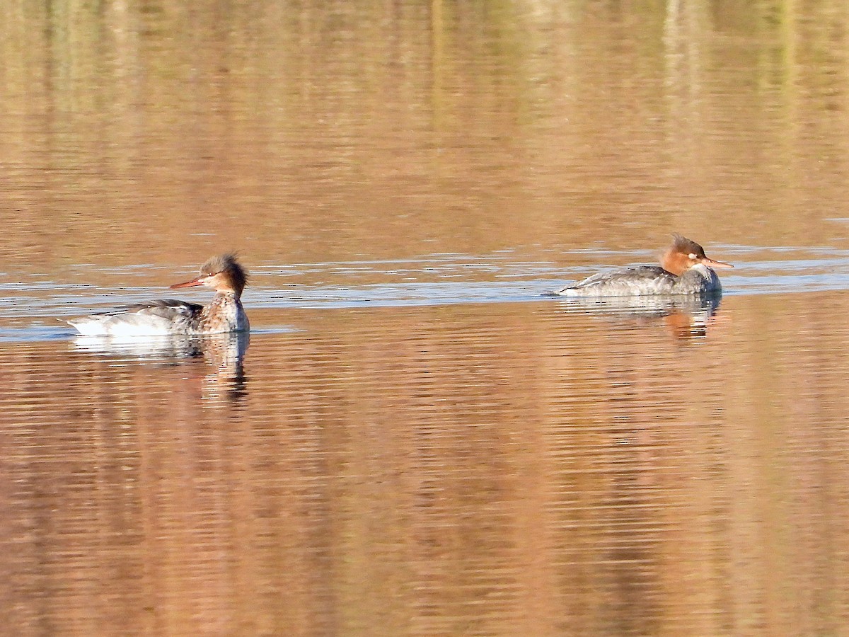 Red-breasted Merganser - Bill Schneider