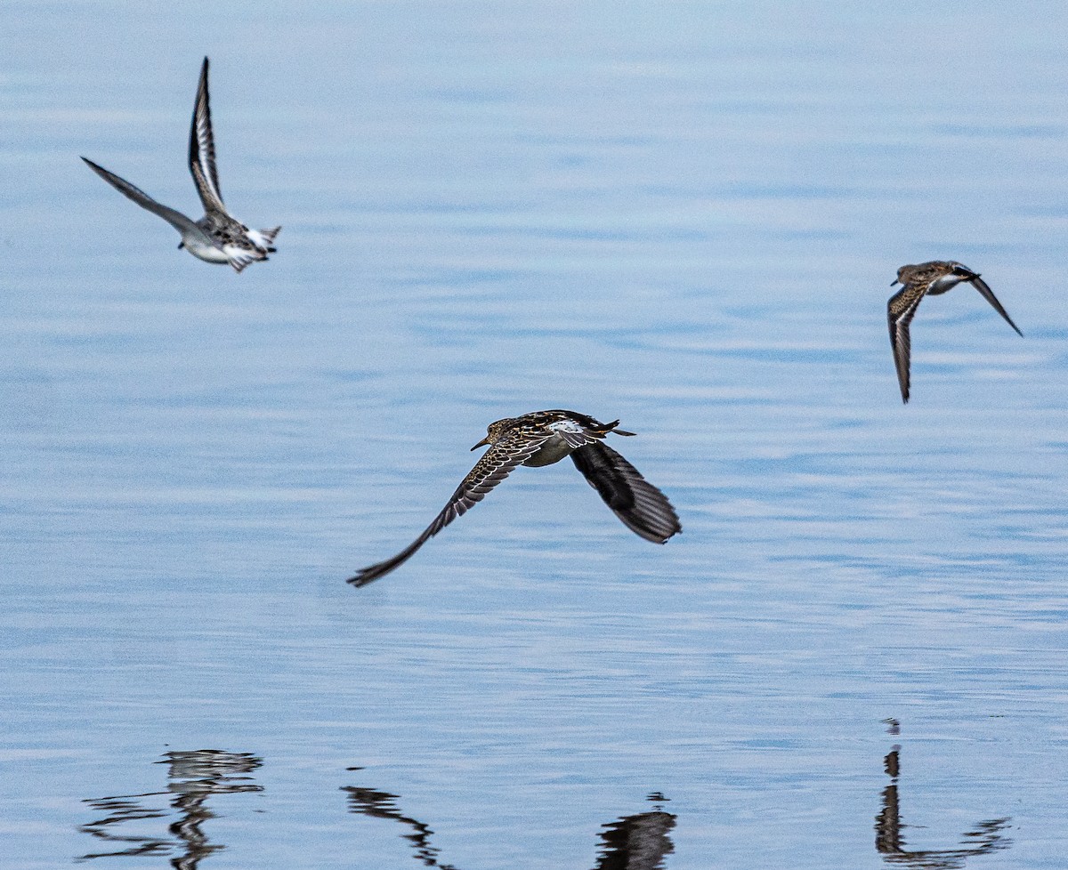 Pectoral Sandpiper - Walt Barrows