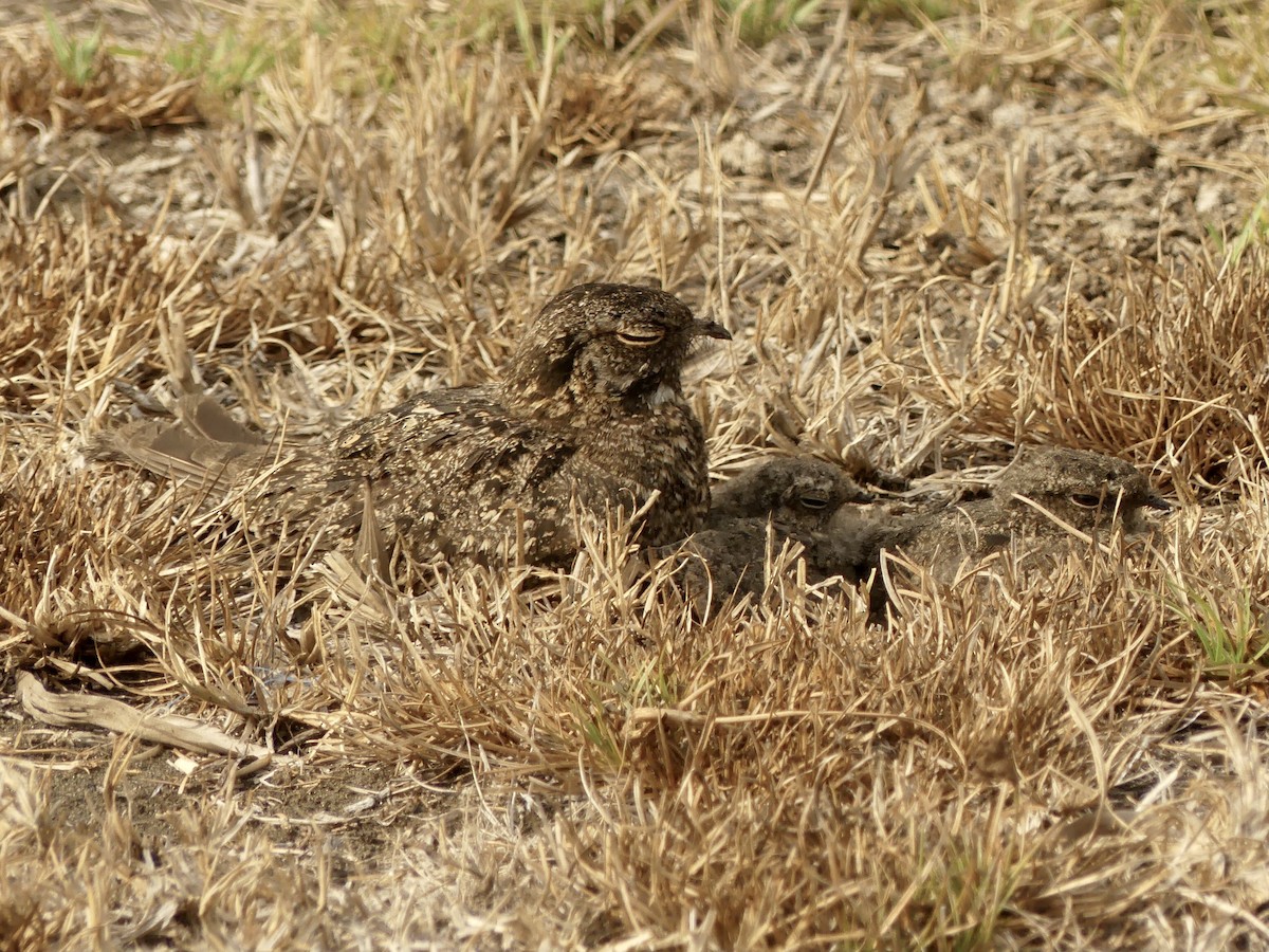 Savanna Nightjar (Sunda) - ML610753682