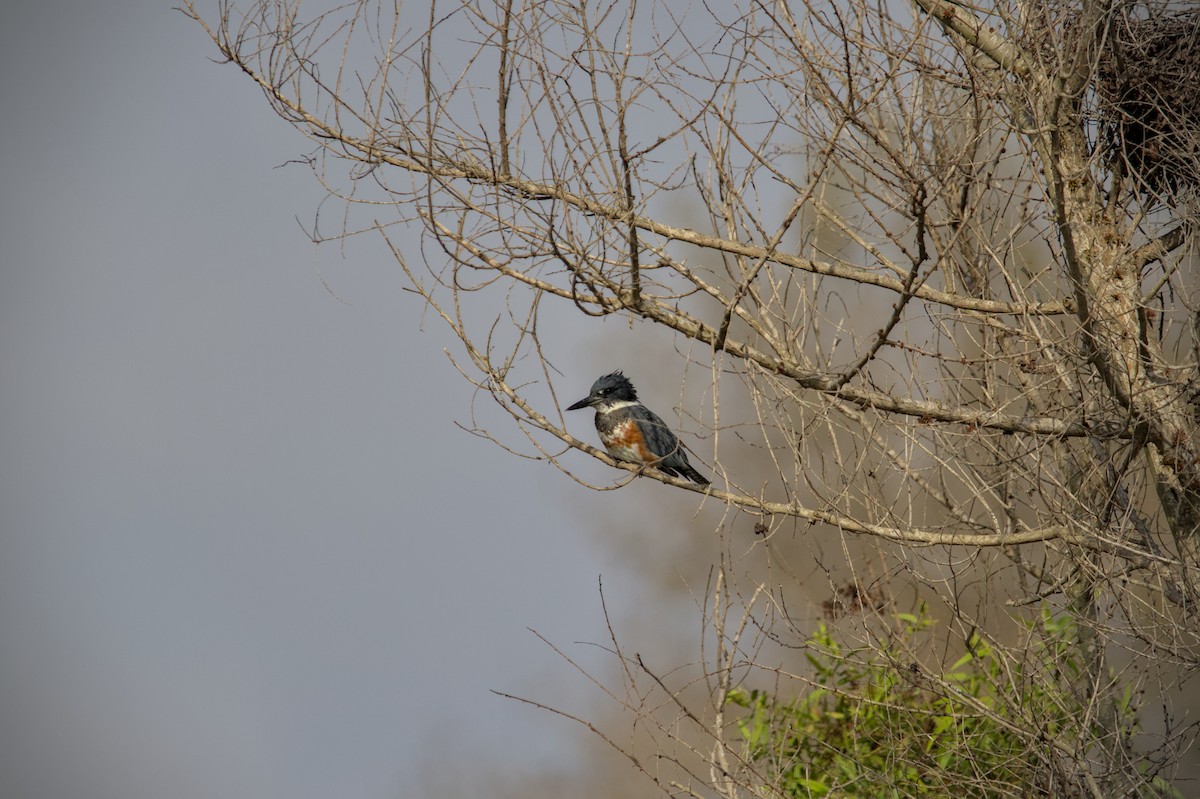 Belted Kingfisher - ML610753765