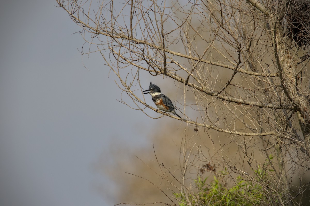 Belted Kingfisher - ML610753766