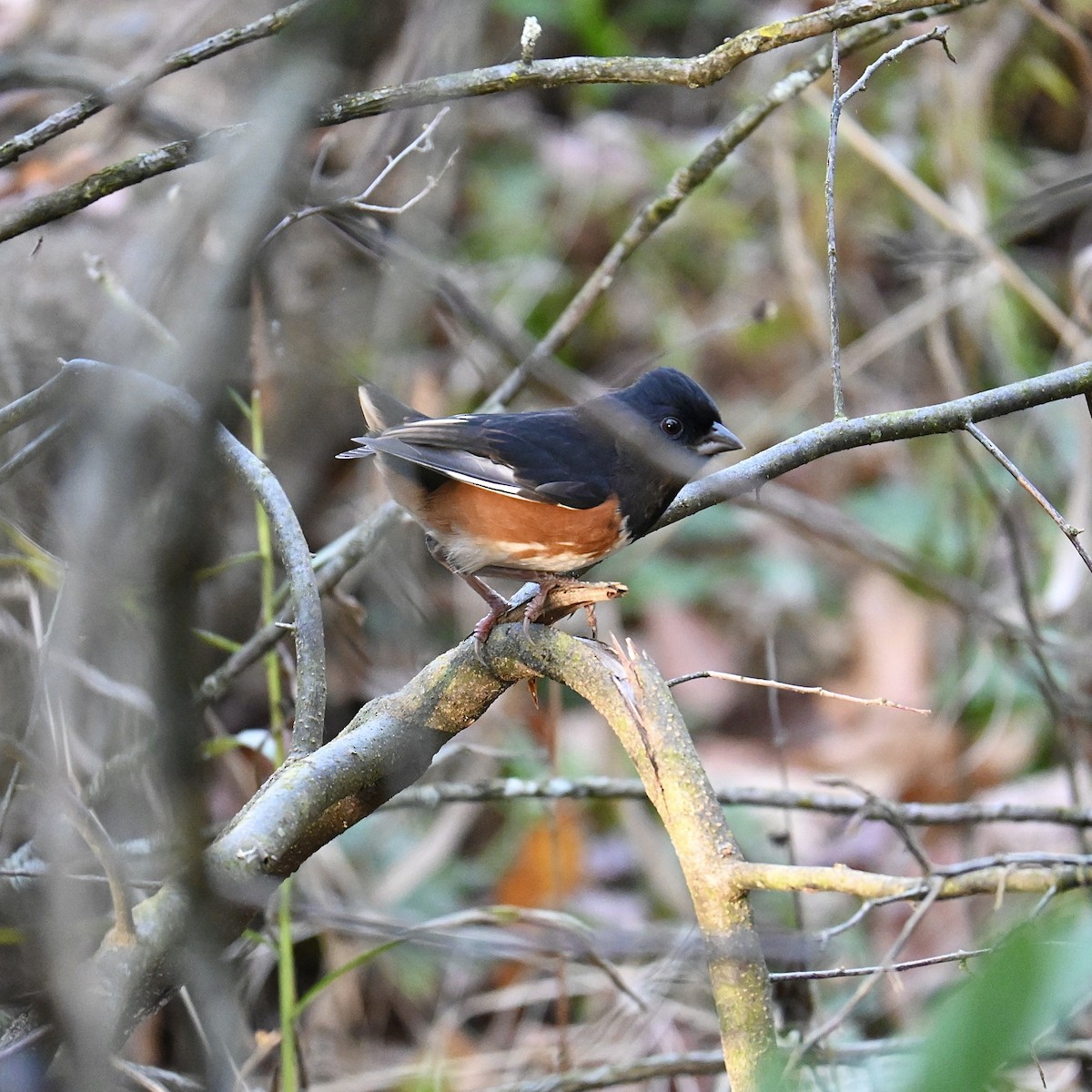 ワキアカトウヒチョウ - ML610753853