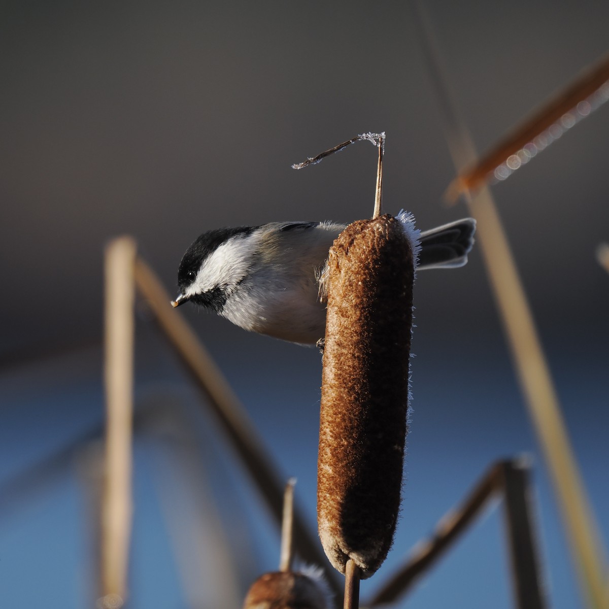 Black-capped Chickadee - ML610753952