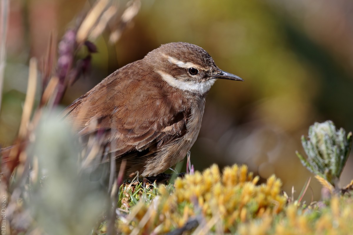 Chestnut-winged Cinclodes - ML610753957