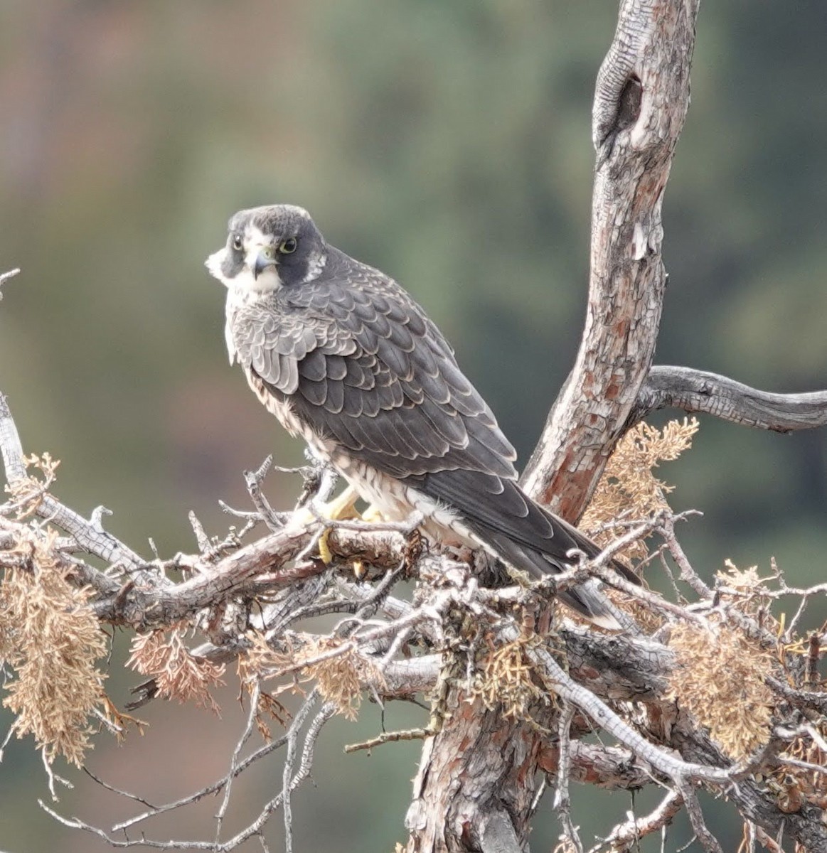 Peregrine Falcon - Chris Johnson