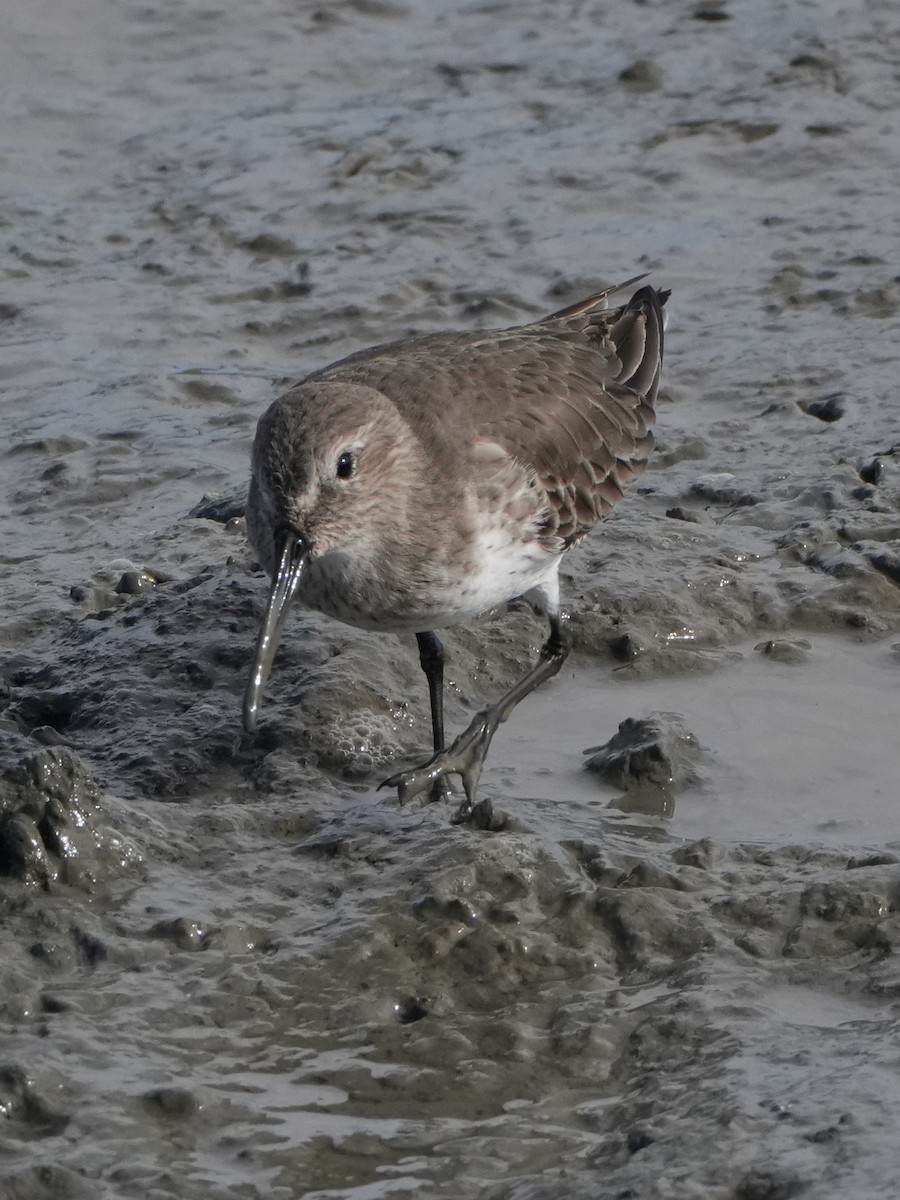 Alpenstrandläufer - ML610754107