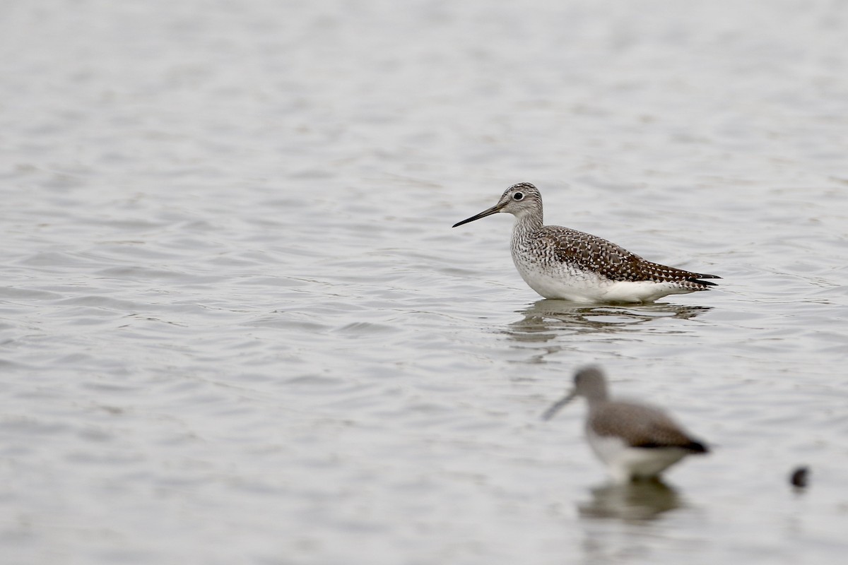 Greater Yellowlegs - ML610754109