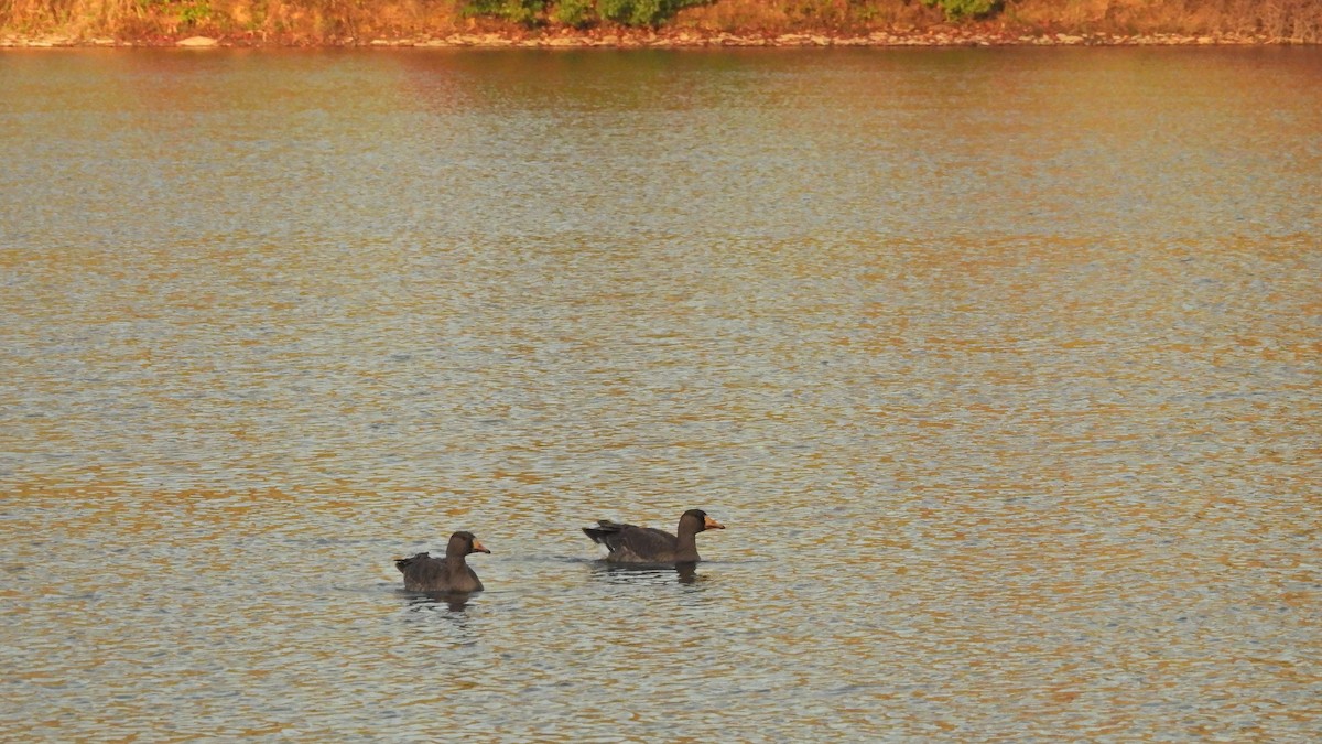 Greater White-fronted Goose - ML610754121