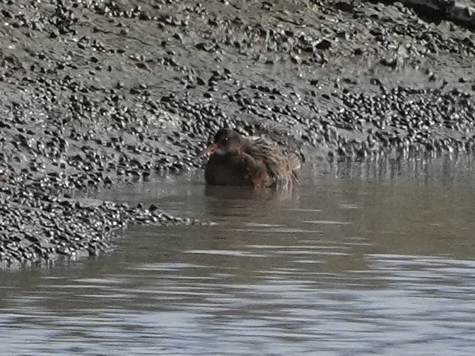 Ridgway's Rail - Chris Wills