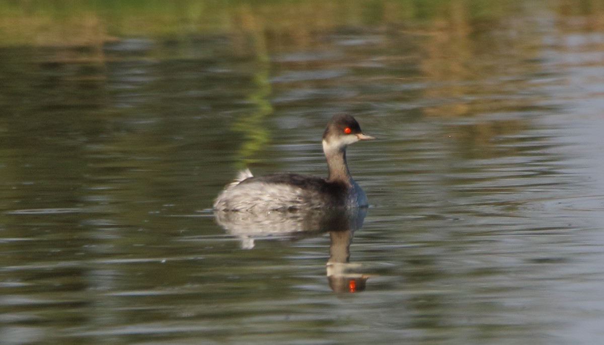 Eared Grebe - José Hugo Martínez Guerrero