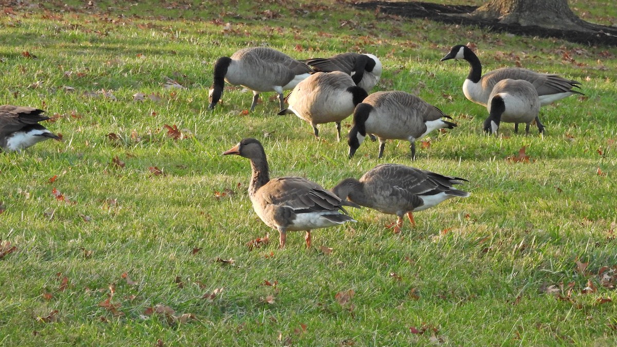 Greater White-fronted Goose - Travis Young